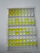 甲状旁腺素受体2(PTHR2)检测试剂盒(酶联免疫吸附试验法)