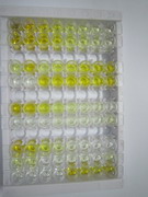 血管細(xì)胞粘附分子1(VCAM1)檢測(cè)試劑盒(酶聯(lián)免疫吸附試驗(yàn)法)