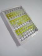 组织金属蛋白酶抑制因子1(TIMP1)检测试剂盒(酶联免疫吸附试验法)