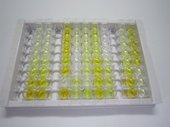 细胞色素C(CYCS)检测试剂盒(酶联免疫吸附试验法)