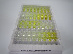 胱天蛋白酶3(CASP3)检测试剂盒(酶联免疫吸附试验法)