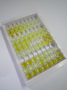 Smad同源物7(Smad7)检测试剂盒(酶联免疫吸附试验法)