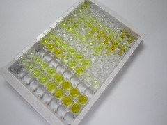 透明质酸结合蛋白1(C1QBP)检测试剂盒(酶联免疫吸附试验法)