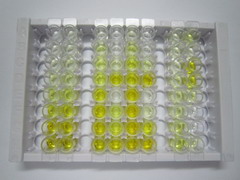 归巢关联细胞黏附分子(HCAM)检测试剂盒(酶联免疫吸附试验法)