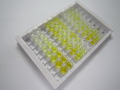 27kDa热休克蛋白(Hsp27)检测试剂盒(酶联免疫吸附试验法)
