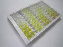 环加氧酶2(COX 2)检测试剂盒(酶联免疫吸附试验法)