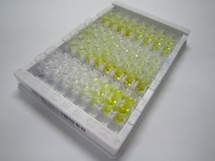 叉头框蛋白O1(FOXO1)检测试剂盒(酶联免疫吸附试验法)