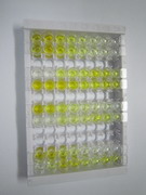 丙酮酸脱氢酶α(PDHA1)检测试剂盒(酶联免疫吸附试验法)