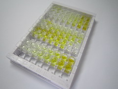 B-细胞淋巴瘤因子2(Bcl2)检测试剂盒(酶联免疫吸附试验法)