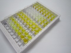 低氧诱导因子1α(HIF1a)检测试剂盒(酶联免疫吸附试验法)