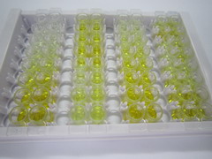 肿瘤坏死因子配体超家族成员14(TNFSF14)检测试剂盒(酶联免疫吸附试验法)