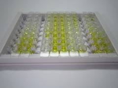 谷氨氨肽酶(ENPEP)检测试剂盒(酶联免疫吸附试验法)