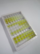 热休克蛋白40(HSP40)检测试剂盒(酶联免疫吸附试验法)