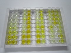 热休克蛋白70(HSP70)检测试剂盒(酶联免疫吸附试验法)