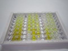 半胱氨酸蛋白酶抑制剂3(Cys-C)检测试剂盒(酶联免疫吸附试验法)