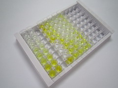 信号调节蛋白γ(SIRPg)检测试剂盒(酶联免疫吸附试验法)
