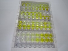 α2-巨球蛋白样蛋白1(a2ML1)检测试剂盒(酶联免疫吸附试验法)
