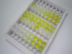 70kDa热休克蛋白1样蛋白(HSPA1L)检测试剂盒(酶联免疫吸附试验法)
