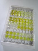 肌细胞生成素(MYOG)检测试剂盒(酶联免疫吸附试验法)