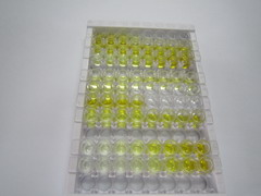 细胞毒性T-淋巴细胞关联抗原4(CTLA4)检测试剂盒(酶联免疫吸附试验法)