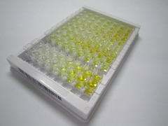 整合素α1(ITGa1)检测试剂盒(酶联免疫吸附试验法)