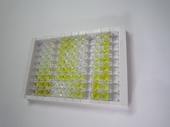 CD99分子(CD99)检测试剂盒(酶联免疫吸附试验法)