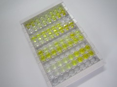 胱天蛋白酶1(CASP1)检测试剂盒(酶联免疫吸附试验法)