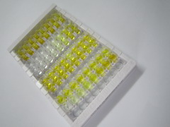 肽基脯氨酰异构酶C(PPIC)检测试剂盒(酶联免疫吸附试验法)