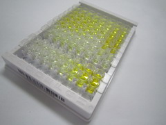 趋化因子C-C-基元受体7(CCR7)检测试剂盒(酶联免疫吸附试验法)