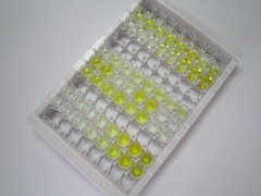 信号传导转录激活因子3(STAT3)检测试剂盒(酶联免疫吸附试验法)
