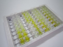 谷氨酰胺转胺酶1(TGM1)检测试剂盒(酶联免疫吸附试验法)