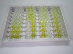 連接附著分子1(JAM1)檢測(cè)試劑盒(酶聯(lián)免疫吸附試驗(yàn)法)