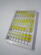 成纤维细胞生长因子受体1(FGFR1)检测试剂盒(酶联免疫吸附试验法)
