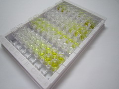 硒蛋白P1(SEPP1)检测试剂盒(酶联免疫吸附试验法)
