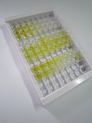 核因子κB(NFkB)检测试剂盒(酶联免疫吸附试验法)
