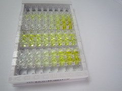 解整合素金属蛋白酶9(ADAM9)检测试剂盒(酶联免疫吸附试验法)