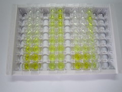 轴突生长诱向因子4(Ntn4)检测试剂盒(酶联免疫吸附试验法)