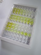 白介素2受体α(IL2Ra)检测试剂盒(酶联免疫吸附试验法)