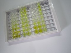 毒蕈碱型胆碱受体M3(CHRM3)检测试剂盒(酶联免疫吸附试验法)
