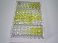 CD83分子(CD83)检测试剂盒(酶联免疫吸附试验法)