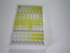 血管内皮生长因子121(VEGF121)检测试剂盒(酶联免疫吸附试验法)