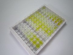 血管内皮生长因子121(VEGF121)检测试剂盒(酶联免疫吸附试验法)