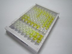 基质金属蛋白酶19(MMP19)检测试剂盒(酶联免疫吸附试验法)