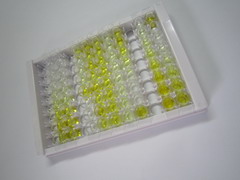 凝集素样氧化低密度脂蛋白受体1(LOX1)检测试剂盒(酶联免疫吸附试验法)