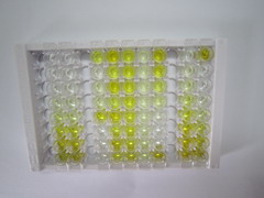 神经调节素1(NRG1)检测试剂盒(酶联免疫吸附试验法)