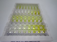 血管紧张素转化酶2(ACE2)检测试剂盒(酶联免疫吸附试验法)