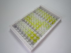 胰岛素降解酶(IDE)检测试剂盒(酶联免疫吸附试验法)