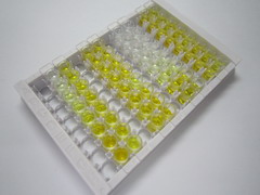 激活素受体样激酶1(ALK1)检测试剂盒(酶联免疫吸附试验法)