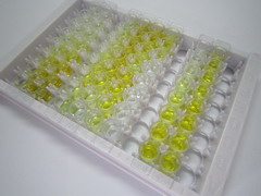 激肽释放酶7(KLK7)检测试剂盒(酶联免疫吸附试验法)