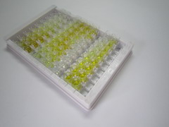 布魯東氏酪氨酸激酶(Btk)檢測試劑盒(酶聯(lián)免疫吸附試驗(yàn)法)